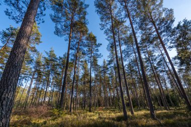 Gün batımında meşe ağaçları olan bir orman.