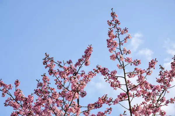 Třešňové Květy Stromě Modrou Oblohou — Stock fotografie