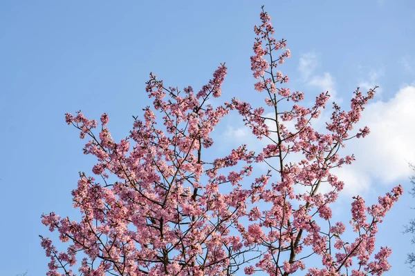 Třešňové Květy Stromě Modrou Oblohou — Stock fotografie