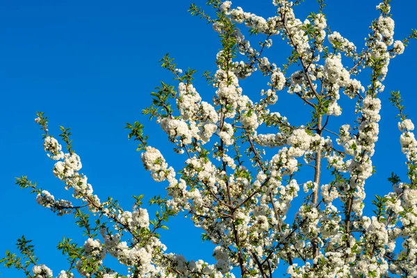 Květiny Švestkového Stromu Slunečného Dne Modré Oblohy — Stock fotografie