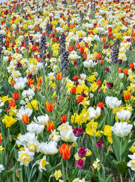 Campo Diferentes Flores Primavera Con Hermosos Colores —  Fotos de Stock