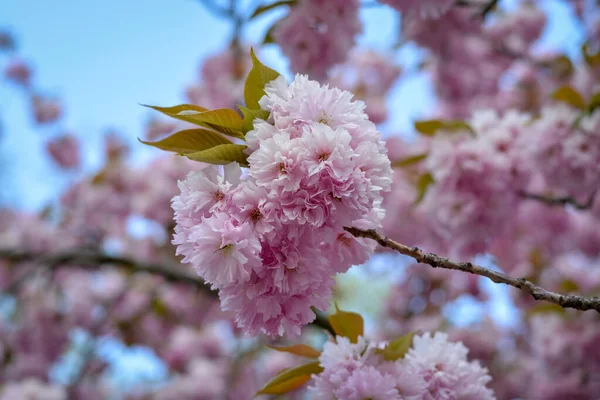 Spousta Třešňových Květů Stromě Zblízka Modrou Oblohou — Stock fotografie