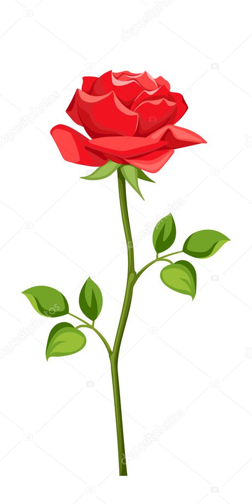 Red rose with stem isolated on white. Vector illustration.