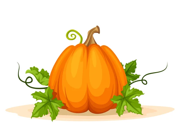 Orange pumpkin with leaves. Vector illustrations. — Stock Vector