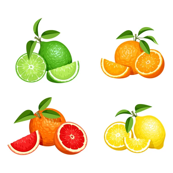 Set of citrus fruits isolated on white. Vector illustration. — Stock Vector