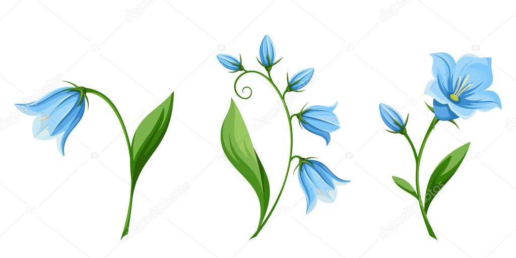 Bluebell flowers. Vector illustration.