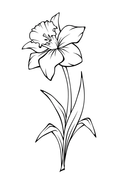 Flor de narciso. ilustración de arte de línea vectorial . — Vector de stock