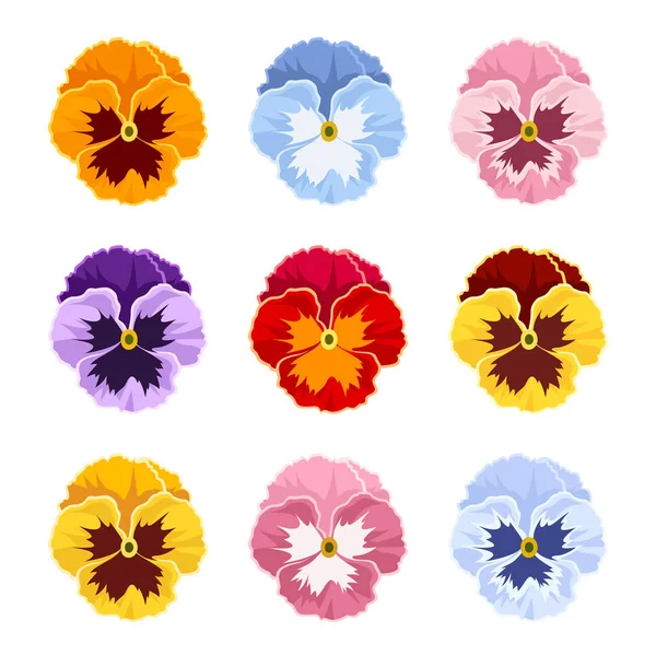 Colorful pansy flowers. Vector illustration. — Stock Vector