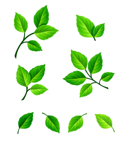 Szett, zöld levelek és ágak. Vektoros illusztráció. — Stock Vector