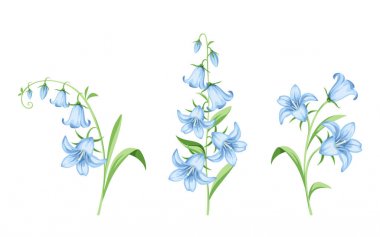 Beyaz bir arka plan üzerinde izole vektör mavi bluebell çiçek kümesi.