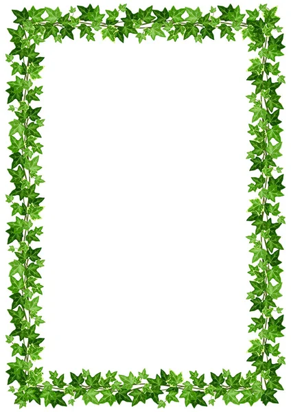 白色背景下绿色常春藤叶的矢量背景框架 — 图库矢量图片