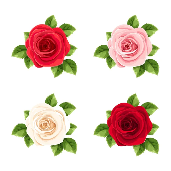 Vector Set Red Pink White Roses Isolated White Background — Stock Vector