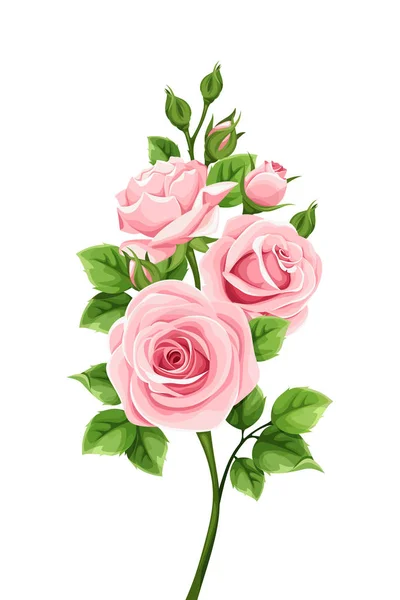 Vector Branch Pink Roses Isolated White Background — Stock Vector