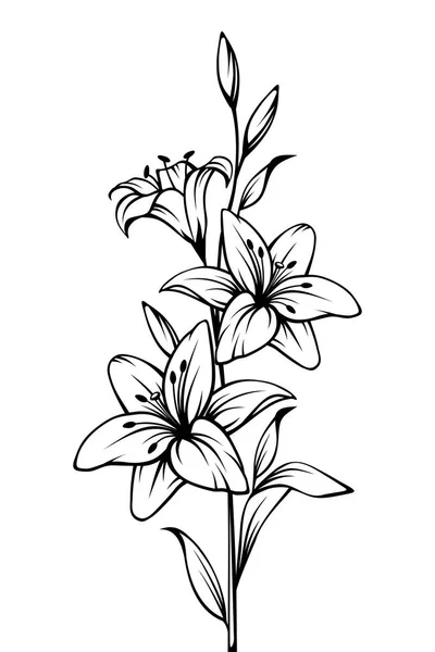 Vector Black White Contour Drawing Lily Flowers — Stock Vector