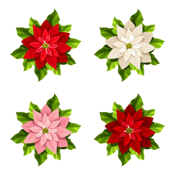 Conjunto Vetorial Quatro Flores Poinsettia Natal Vermelhas Rosa Brancas Isoladas — Vetor de Stock