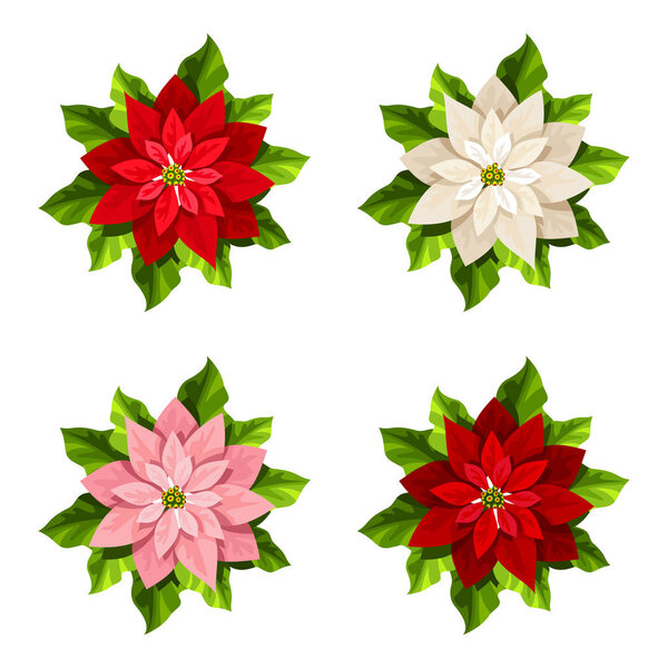 Vector set of four red, pink and white Christmas poinsettia flowers isolated on a white background.
