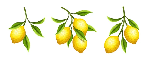 Conjunto Vetorial Ramos Limão Com Frutas Folhas Isoladas Fundo Branco — Vetor de Stock