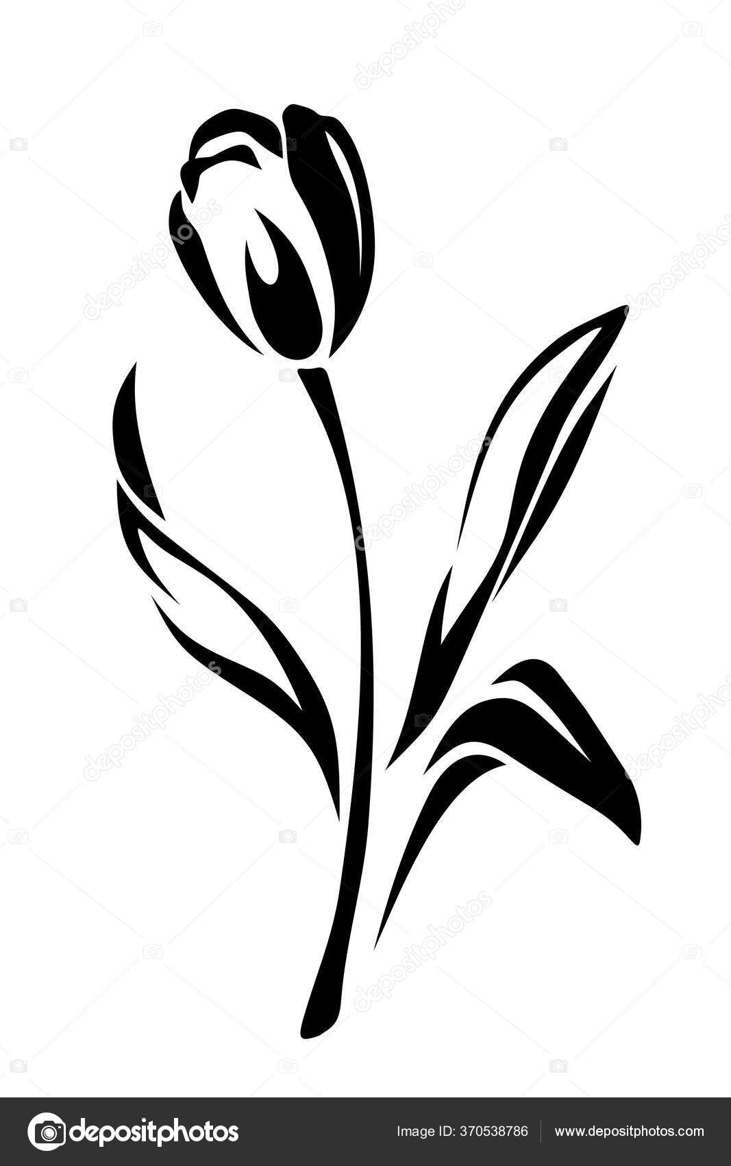 Tulip Flower Vector Black White Illustration Isolated White Stock