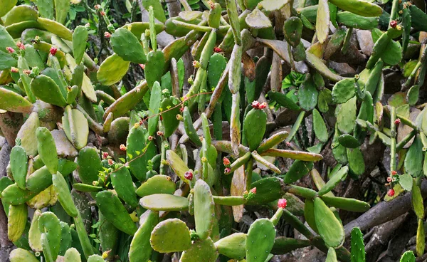 Guadeloupe, Deshaies, Frankrike - 7 maj 2010: pittoreska botanica — Stockfoto