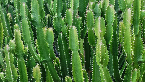 Guadalupe, pitoresca botânica — Fotografia de Stock
