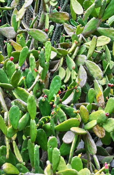 Deshaies, Frankrijk - Guadeloupe, 7 mei 2010: pittoreske botanica — Stockfoto