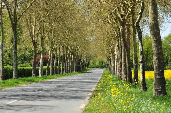 Gazeran, Francia - 5 de junio de 2016: primavera rural —  Fotos de Stock