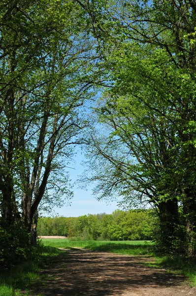 Gazeran, França - 5 de junho de 2016: campo na primavera — Fotografia de Stock