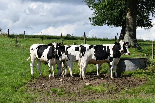 Betteville, France - june 22 2016 : cows in a meadow — Stock Photo, Image