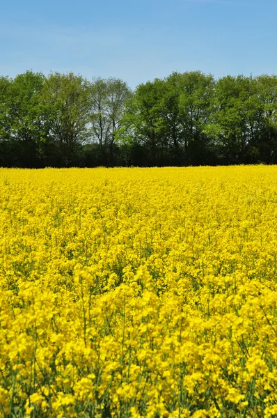 Gazeran, França - 5 de junho de 2016: campo na primavera — Fotografia de Stock