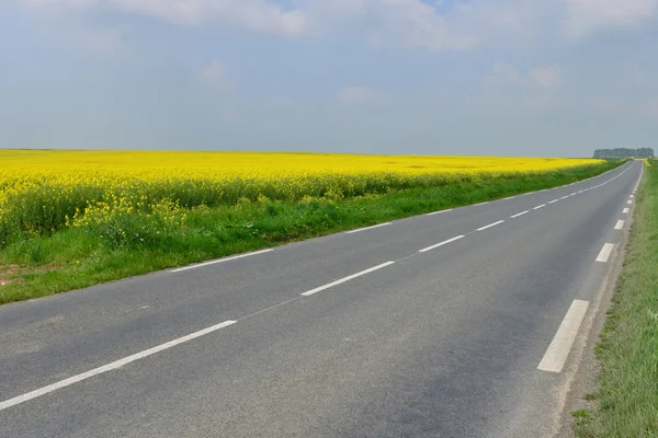 Martainville, France - may 13 2016 : field — Stock Photo, Image