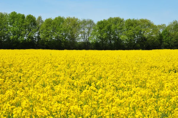 Gazeran, França - 5 de junho de 2016: campo na primavera — Fotografia de Stock