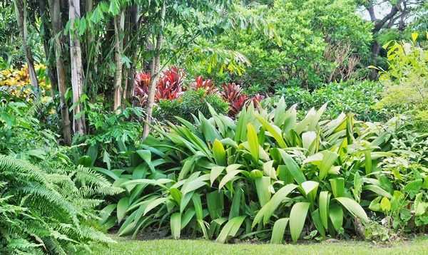 Guadeloupe, deshaies, Frankreich - 7. Mai 2010: malerische botanica — Stockfoto