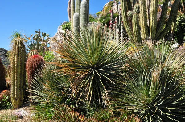 Eze, France - 19 avril 2016 : jardin exotique — Photo