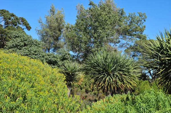 Rayol - april 18 2016: de tuin van landgoed Rayol — Stockfoto