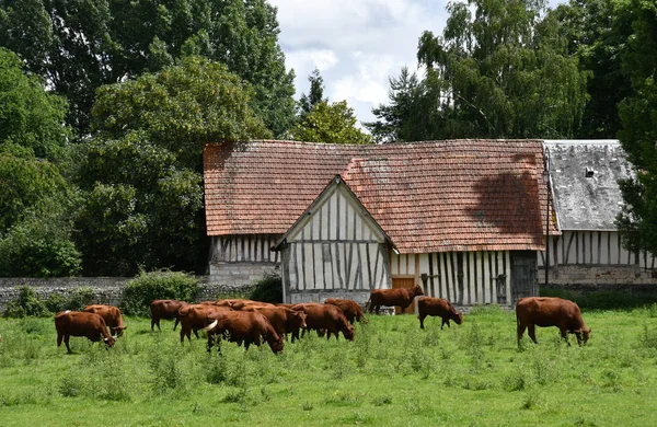 Sahurs, Francia - 22 de junio de 2016: vaca en un prado —  Fotos de Stock