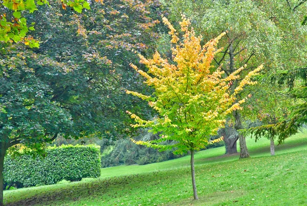 Poissy; Francja - 26 października 2016: malowniczy park Messonier — Zdjęcie stockowe