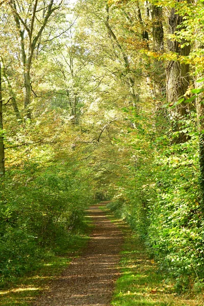 Verneuil sur Seine; Francia - 30 ottobre 2016: foresta nel Wes — Foto Stock