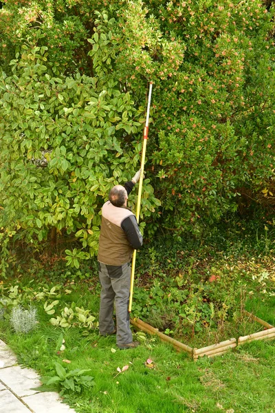 Verneuil sur Seine, France - november 3 2016 : pruner in agarden — Stock Photo, Image