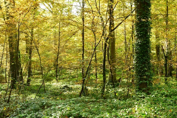 Verneuil sur Seine ; France - 30 octobre 2016 : forêt dans les wes — Photo