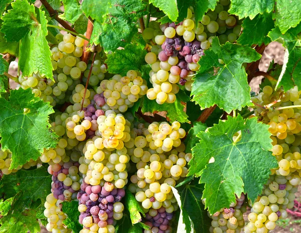Луа, Франция - 26 сентября 2016: виноградник — стоковое фото