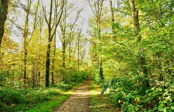 Verneuil sur Seine; Francia - 30 ottobre 2016: foresta nel Wes — Foto Stock