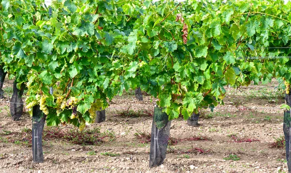 Loix, France - september 26 2016 : vineyard — Stock Photo, Image