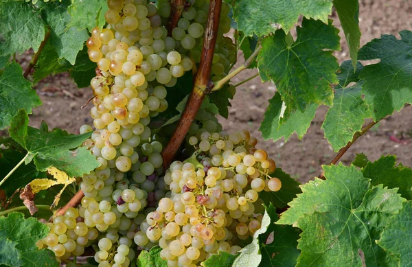 Loix, France - september 26 2016 : vineyard — Stock Fotó