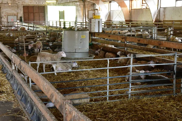 Thiverval Grignon, France - august 13 2016 : Agroparistech farm — Zdjęcie stockowe