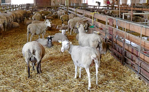 Thiverval Grignon, France - august 13 2016 : Agroparistech farm — Zdjęcie stockowe