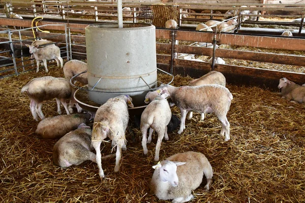 Thiverval Grignon, France - august 13 2016 : Agroparistech farm — Zdjęcie stockowe