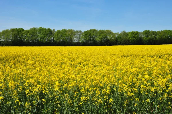 Gazeran, Frankrike - juni 5 2016: landsbygden under våren — Stockfoto