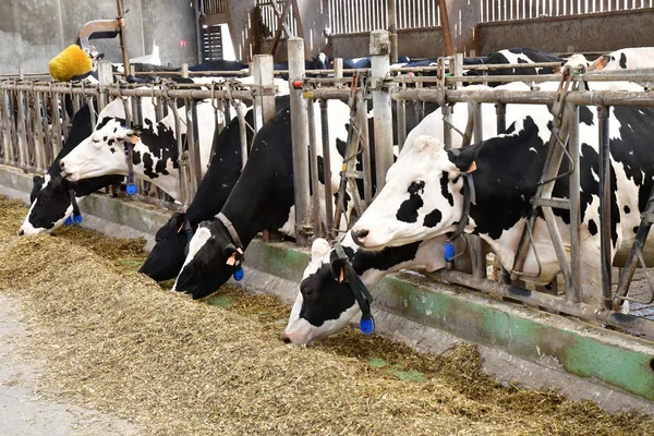 Thiverval Grignon, Francia - 13 de agosto de 2016: Agroparistech farm — Foto de Stock