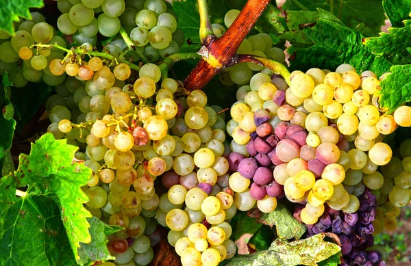 Loix, France - september 26 2016 : vineyard — Stockfoto