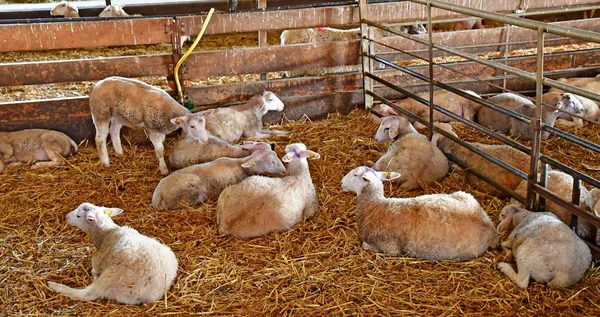 Thiverval Grignon, France - august 13 2016 : Agroparistech farm — Zdjęcie stockowe